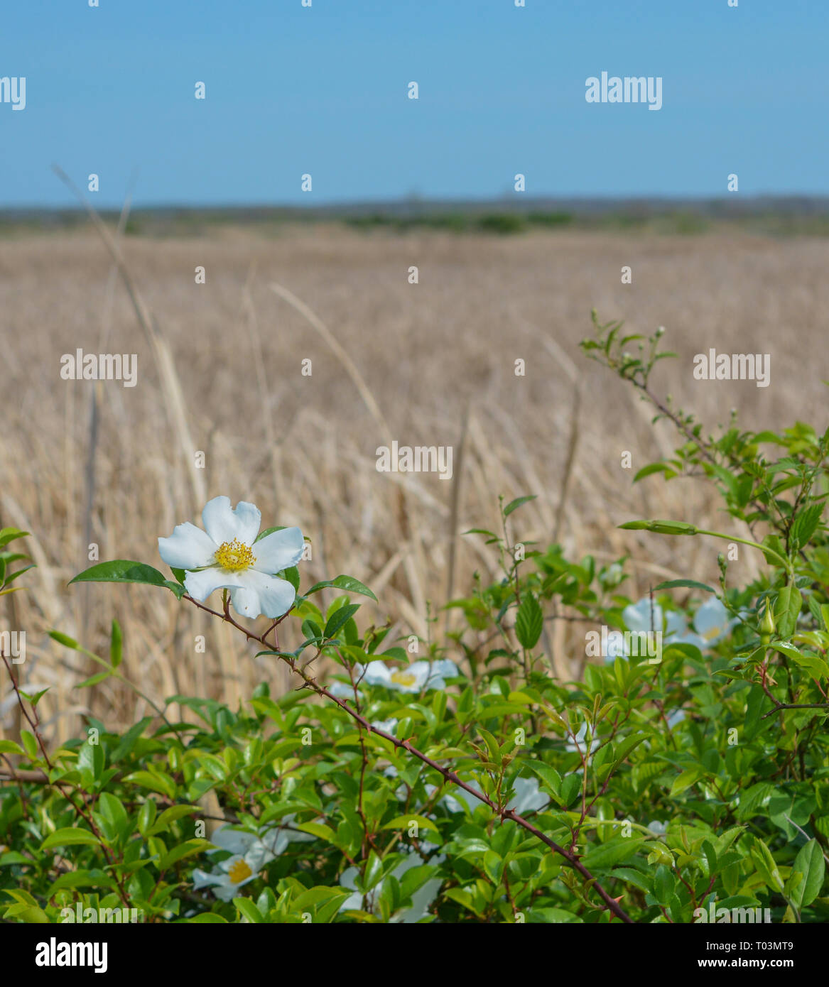 Magnolia Shrub in Savannah National Wildlife Refuge. Hardeeville, Jasper County, South Carolina