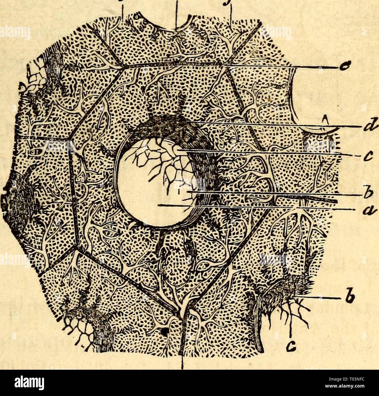 Elementary anatomy and physiology : for colleges, academies, and other schools . elementaryanato00hitc Year: 1869  AND PHYSIOLOGY. 247 are of a conical shape, the apex pointing upwards, the base resting on the Diaphragm, of a pinkish gray color, frequently clotted with black spots, and divided by a deep fissure into two lobes. The right lung is shorter in its Ions; diameter than the left, on account of the liver which raises the right side of the diaphragm higher than the left. The right lung is subdivided again, so that it is really made up of three lobes instead of two. It has also a larger  Stock Photo