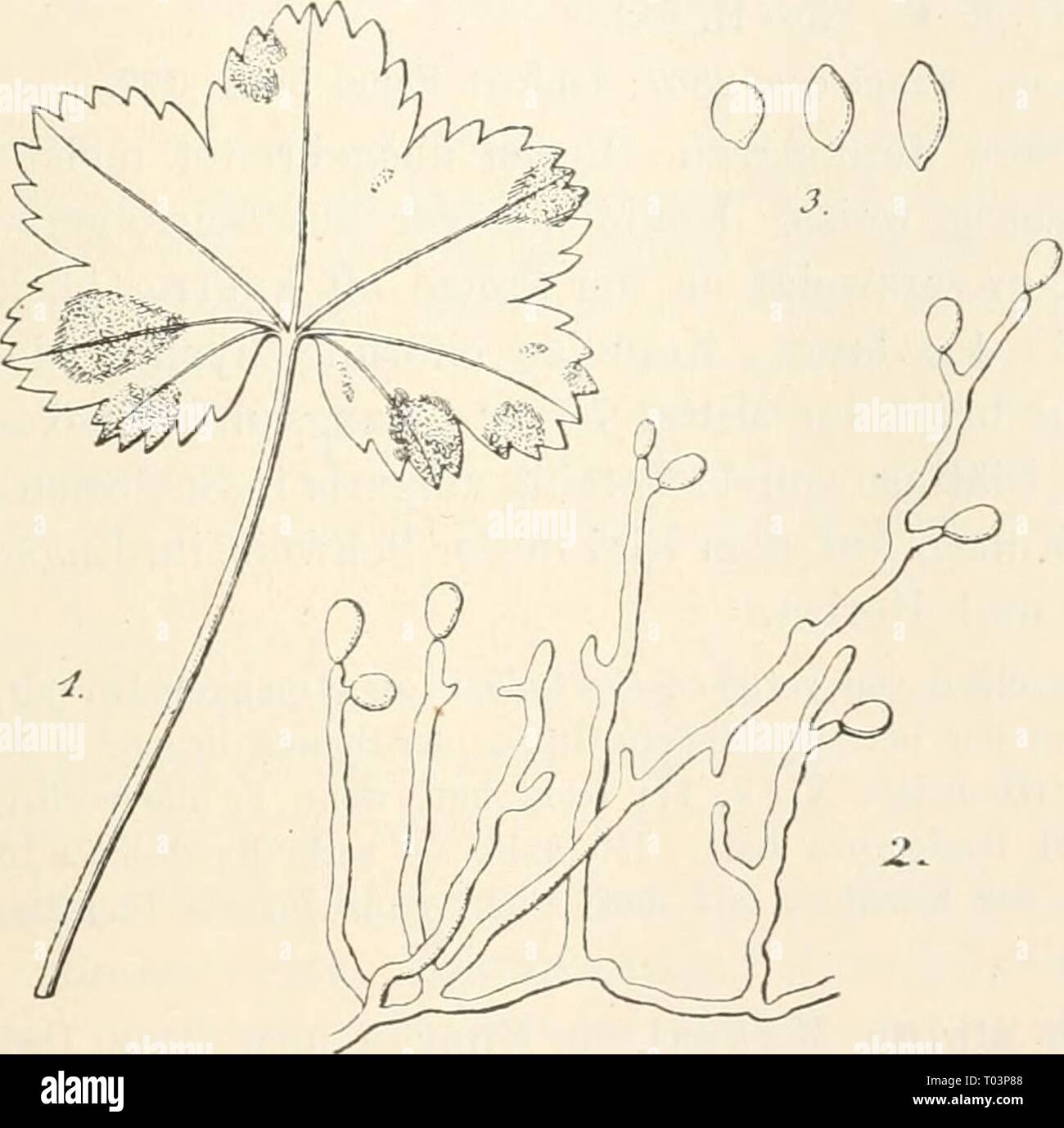 Dr. L. Rabenhorst's Kryptogamen-Flora von Deutschland, Oesterreich und der Schweiz . drlrabenhorstskr0108rabe Year: 1907  243 Exs. Sydow Myc. march. 390, 3591, 4273; Sydow Myc. germ. 46; Krieger Fungi sax. 1400; All. et Sehn. Fungi bav. 193, 588; Spegazz. Decad. 105; D. Sacc. Myc. ital. 187, 987; Kunze Fungi sei. 699; Rabenh. Fungi eur. 874. Blattflecken zuerst klein, rundlich, dann zusammenfliessend und fast das ganze Blatt einnehmend, trocknend, oben gelbbraun, mit purpurrotbraunem Saume, unten dunkelgrau. Käsen unterseitig. Konidienträger dicht büschelig, weiss, unseptiert, an der Basis bis Stock Photo