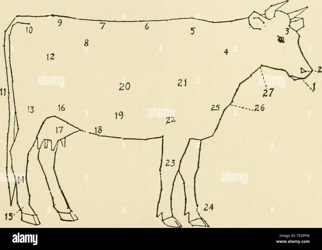 Parts Of A Dairy Cow Diagram General Wiring Diagram
