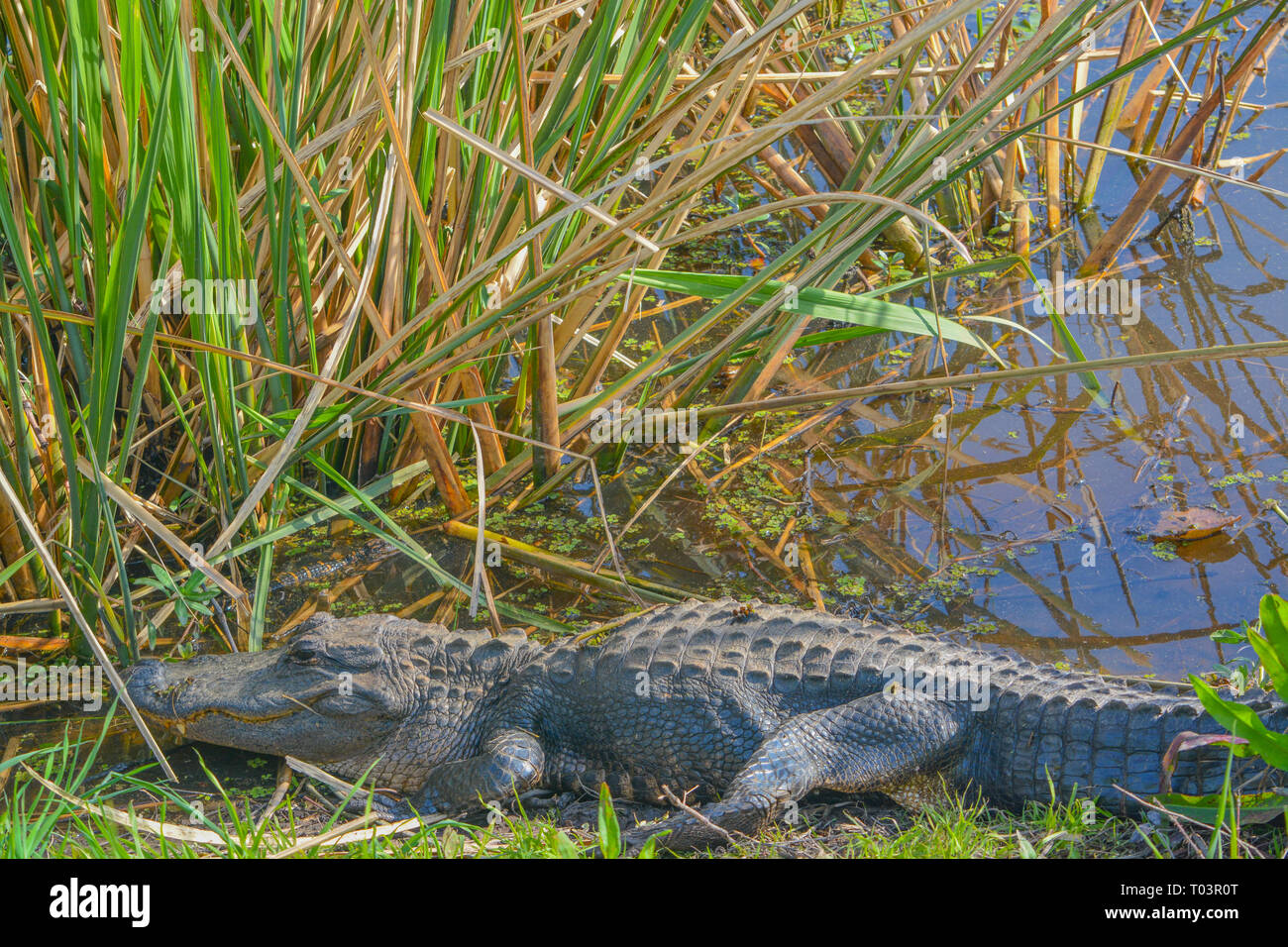 American Alligator Mississipplensis at Savannah National Wildlife