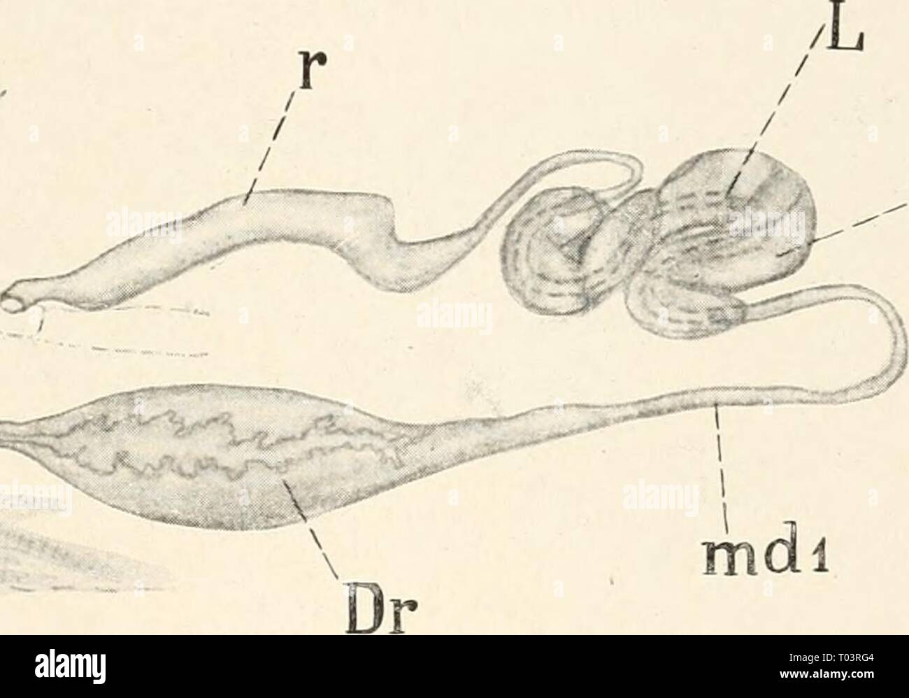 Einführung in die Biologie (1912 Stock Photo Alamy