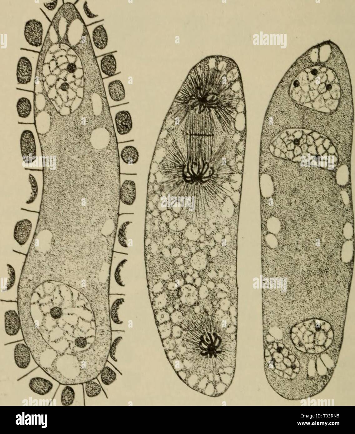 Elementary botany . elementarybotany00atki Year: 1898  MORPHOLOGY. size of the female nucleus before the fusion of the two takes place. In figs. 306 and 307 are shown the entering pollen tube with the sperm nucleus, and the fusion of the male and female nuclei. 457. Fertilization in plants is fundamentally the same as in animals.—In all the great groups of plants as represented by spirogyra, oedogonium, vaucheria, peronospora, ferns, gymno-    Fig. 304, Two- ami four-celled stage of embryo-sac of lilium. The middle one shows di ision nuclei to form the four-celled stage. (.Easter lily.) sperm Stock Photo