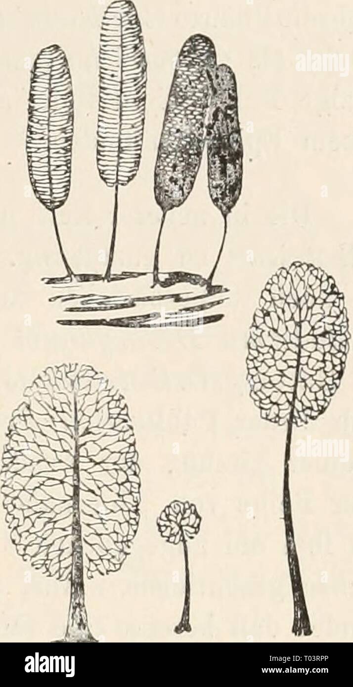 Dr. L. Rabenhorst's Kryptogamen-Flora von Deutschland, Oesterreich und der Schweiz . drlrabenhorstskr0110rabe Year: 1920  Fig. 95. Comatricha laxa Rost. Ausschnitt aus dem Capillitium (i8o/j). — Nach Lister.    Fig.96. Comatricha laxa Rost.; obere Sporangien &lt;/j, untere, Sporangiumwaud ge- schwunden, i5/i. — Nach Lister. nahezu die Sporangienspitze erreichend. Hypothallus spärlich oder fehlend. Capillitium meist locker; die Fäden erster Ordnung fast wagrecht von der Columella abgehend, sich reichlich ver- zweigend, freie Enden zahlreich. Sporen 7—9 1/2 ;'» nahezu glatt. Deutschland, Österre Stock Photo