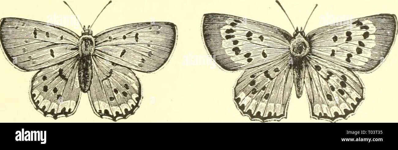 Monarch Butterfly Ornament - Burpee