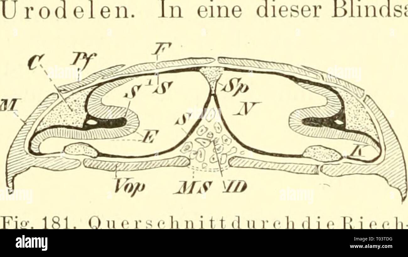 EinfÃ¼hrung in die vergleichende Anatomie der Wirbeltiere, fÃ¼r Studierende . einfhrungindie00wied Year: 1907  ein Verhalten, das uns hier zum letztenmal unter den Wirbeltieren begegnet. Bei den Ã¼brigen Amphibien vollzieht sich, unter immer voll- stÃ¤ndigerer Einverleibung des Riech Organs in die Gesamtheit des Kopfes und in Anpassung an die zweite Funktion der Na- sen hÃ¶hle als Respirations-, d. h. als L u f t - AV e g, eme namentlich in der Pars respiratoria derselben sich ausprÃ¤gende Entfaltung des Nasen- lumens. Diese erl'olgt bei Anuren, U r o d e 1 e n und G y m n o p h i o n e n in v Stock Photo