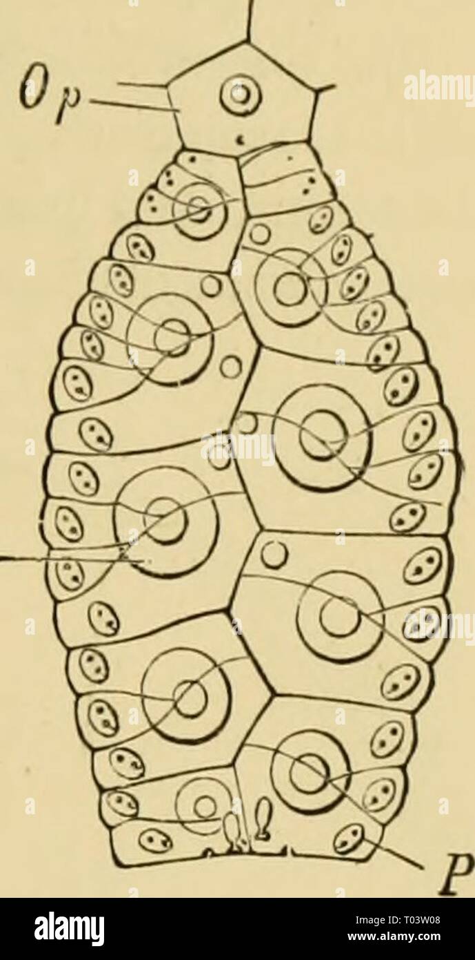 Elementary text-book of zoology, general part and special part: protozoa to insecta . elementarytextbo00clau Year: 1892  tJ-OSKLLLTON. 271    cases the dei-mal muscuku' system is strongly developed, and has the form of five pairs of bundles of longitudinal muscles, external to which is a continuous layer of circular muscular fibres coverino- the interntil surface of the integument. In the Star-fishes and Brittle-stars a moveiible dermal skeleton is formed on the arms consisting' of calcare- ous masses {amhulacral ossicles), connected together like vertebrse, while the integu- ment of the dorsa Stock Photo