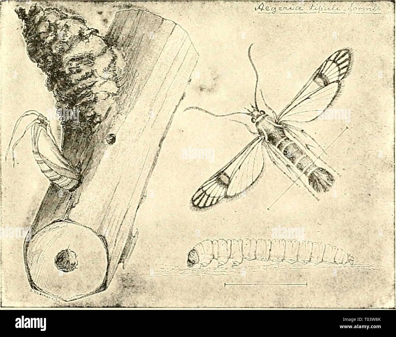 Squash vine borer image hires stock photography and images Alamy