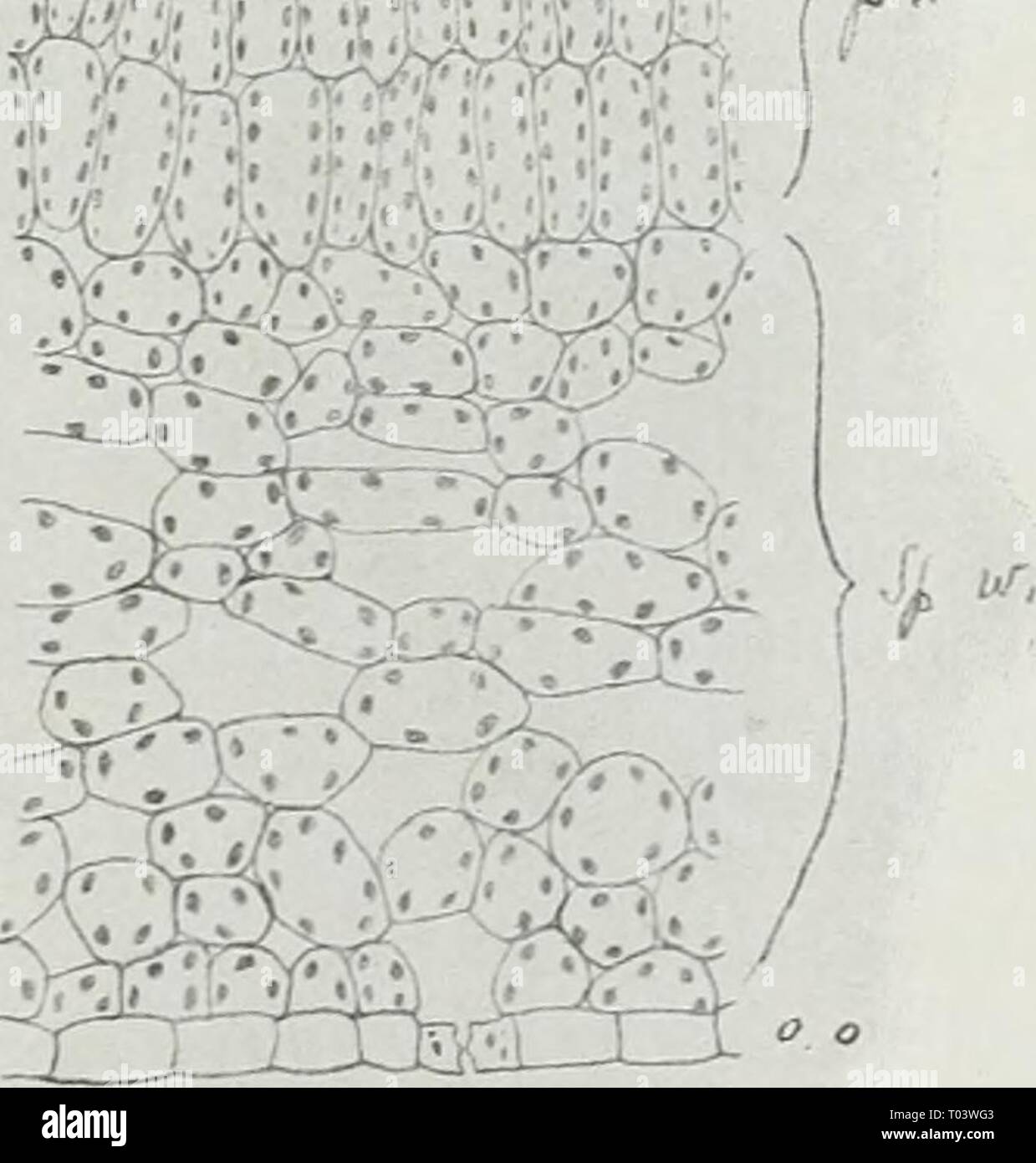 Dr. K.W. van Gorkom's Oost-Indische cultures. Opnieuw uitg. onder redactie  van H.C. Prinsen Geerligs. [Door J.P. van der Stock et al.] .  drkwvangorkomsoo01gorkuoft Year: 1917 a. Opperhuid met 3 huidmondjes: /'.  Doorsnede, image size:1239x1390