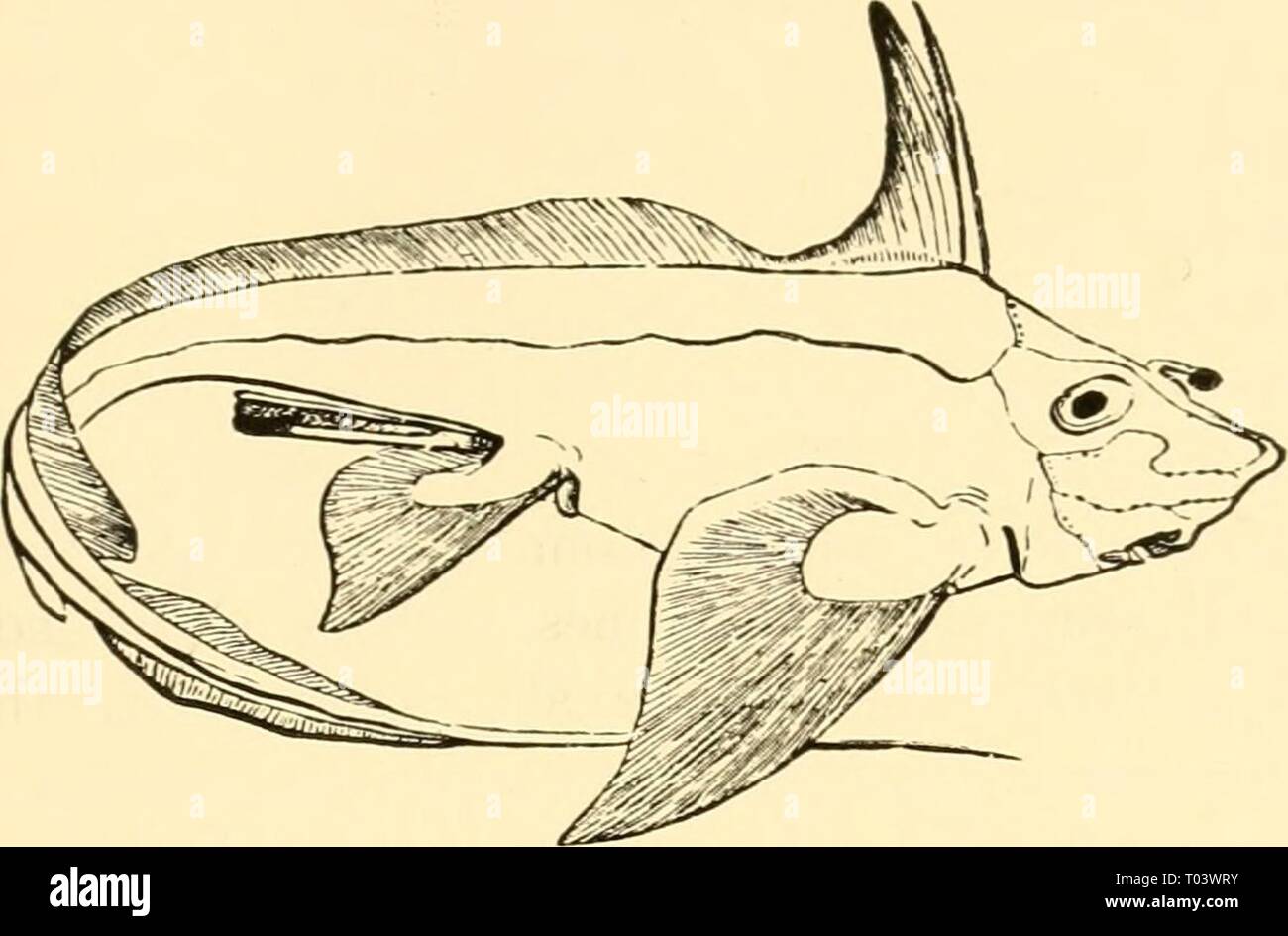 Ecological animal geography; an authorized, rewritten edition based on Tiergeographie auf ockologischer grundlage . ecologicalanimal00hess Year: 1937  ABYSSAL BENTHAL AND PELAGIAL 263 bony fishes, Gigantura, Macruridae (Fig. 74), and Gastrostomidae, are characteristic of the abyssal waters. Band-like compressed forms such as the deep-sea shark, Chlamydoselachus, and the fishes Regalecus and Trachypterus, are likewise characteristic of the depths, in correlation with their weak powers of locomotion. The absence of water movement    Fig. 73.—Chimaera montrosa. After Boas. also makes possible the Stock Photo