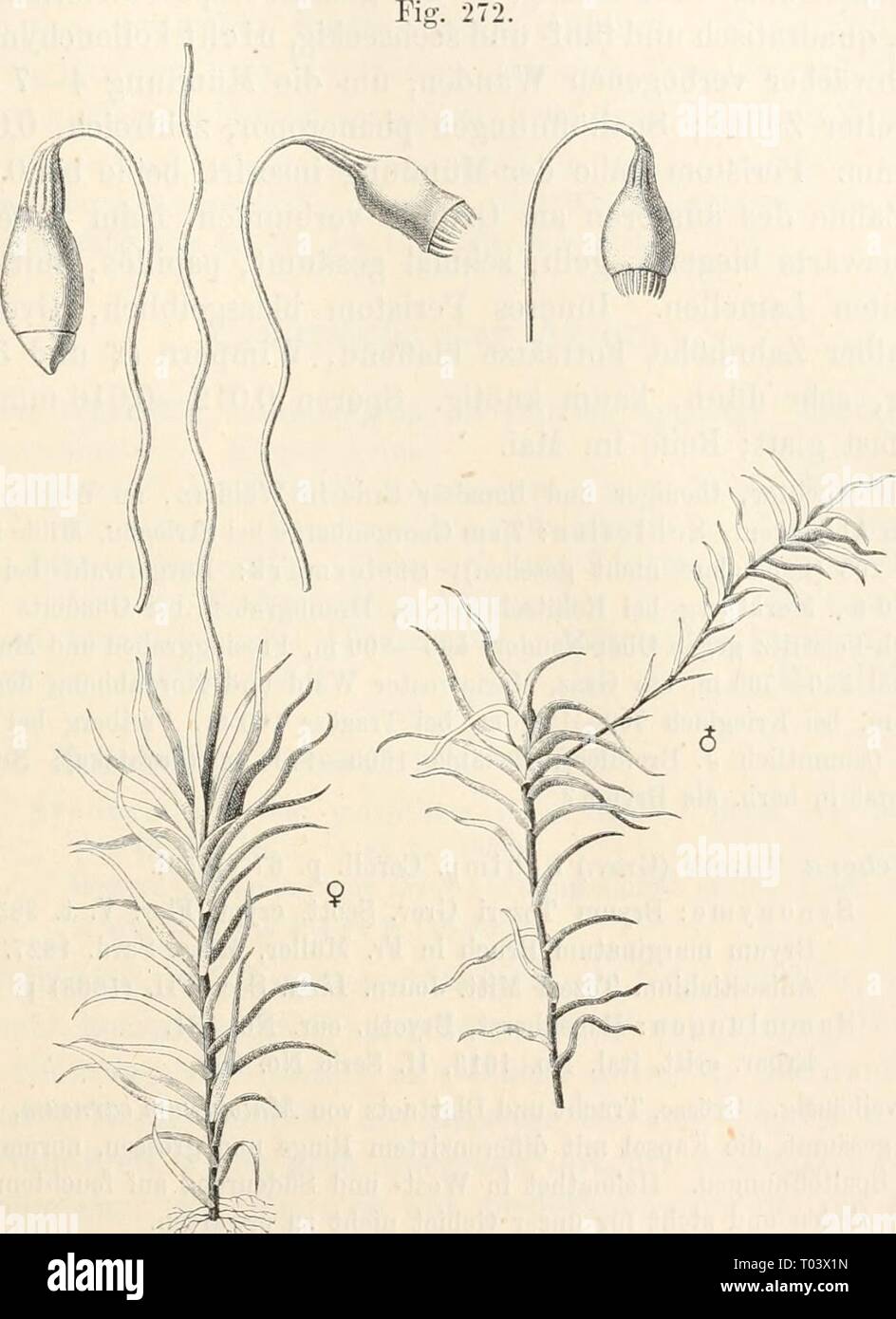 Dr L Rabenhorst's Kryptogamen-Flora von Stock Photo
