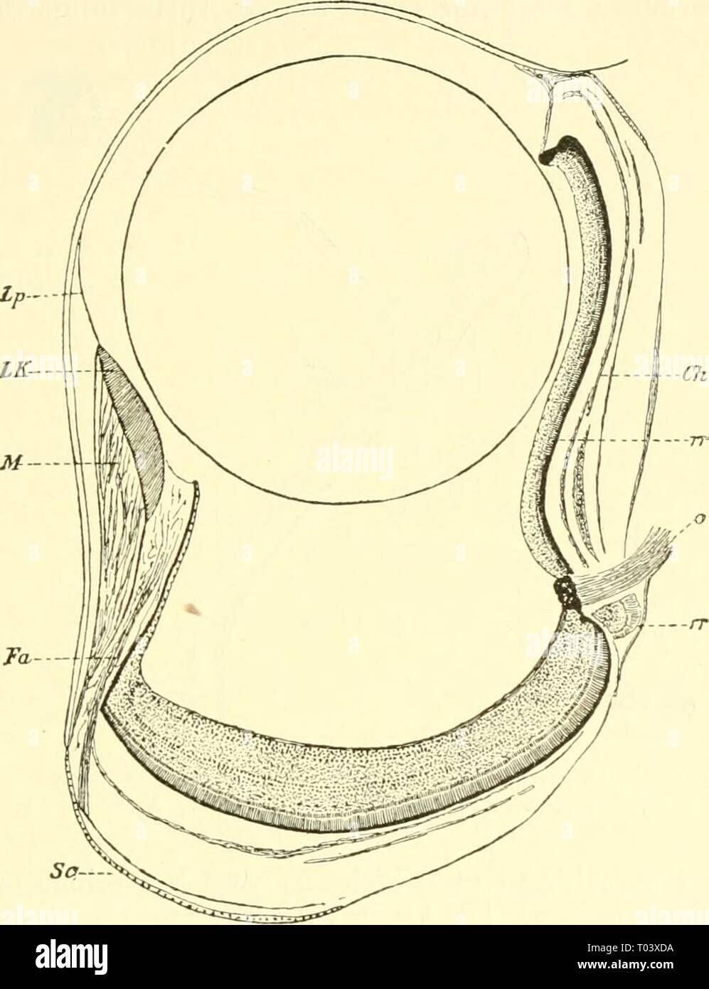 Einführung in die vergleichende Anatomie der Wirbeltiere, für Studierende . einfhrungindie00wied Year: 1907  Sehorgan der Fiselie. '^bi ist der beim Fischauge gewöhnlich nicht sehr große Abstand zwischen Cornea und Augenhintergrund bei jenen Formen teleskopartig aus- gezogen, so daß die Sagittalachse des Auges bedeutend größer ist als die Querachse M.    Fi,s'. 195. Sagi tt alscli ni 11 duroh das ansgobihlcte Auge von Dissomma. Nach A. Brauer. Lp liigamontuin poctinatuin, LK Linsenkisscii, M glatter Jliiskel, Fa Fasern der Argentea, Sc Sdera, Ch Chorioidea, rr Nebenretina, 0 0))ticns, rr'^ ;d) Stock Photo