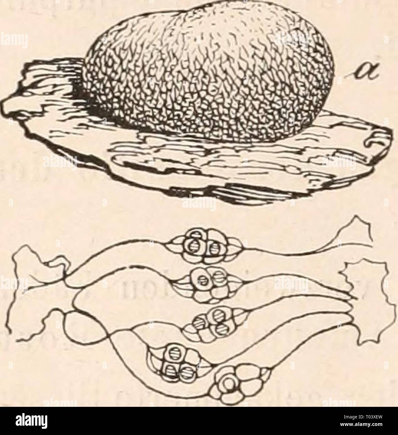 Dr. L. Rabenhorst's Kryptogamen-Flora von Deutschland, Oesterreich und der Schweiz . drlrabenhorstskr0110rabe Year: 1920  274 Fig. 108. Brefeldia maxima (Fr.j Ro.st. a) Athalium C/i); 1^) Capillitiumfäden mit deu gekammerteu Blasen (^*^/i). — Nacli Lister. Schröter u. A. nahmen eine engere Verwandtschaft von Ämaurochaete und Beticularia an, fußend auf der habituellen Ähnlichkeit beider Gattungen; gegen eine Unterstellung beider Gattungen ein und derselben Familie spricht der verschiedene Ursprung des Capillitiums, das bei Beticularia von der 8poran- giumwand gebildet wird. XXV. Gattung Ämaurod Stock Photo