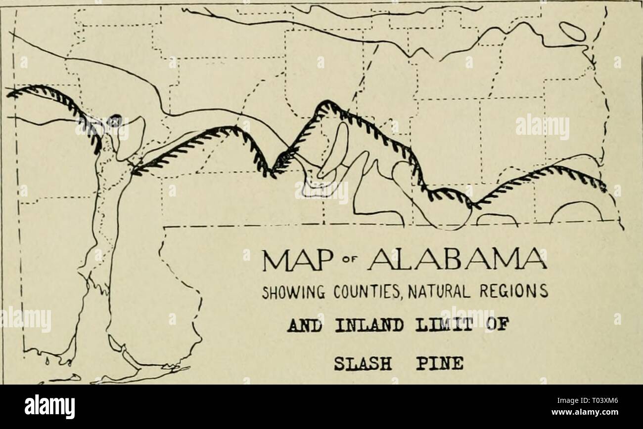 Economic botany of Alabama . economicbotanyof12harp Year: 1913-1928.  48 I-'.C(JX().IIC IU)'rAXV (JF A LA p. A.[ A    SHOWING COUNTIES, NATURAL REGIONS AKD HTLAITD LIMIT OF SLASH PINE R M K 1326 Map 7. Inland limit of I^iiius lilliotlii. Pinus Taeda, L. vShort-lKaI' pimv. (Loblolly or old field pine of the hooks.) (Figs. 5. 6) This is the largest of our pines when fully devel()i)ed, occas- ionally reaching a diameter of four feet, with the lowest limbs oO feet from the ground, and a total height of 100 feet or more ; but of course few such specimens have escaped the lumbermen. It blooms in M Stock Photo