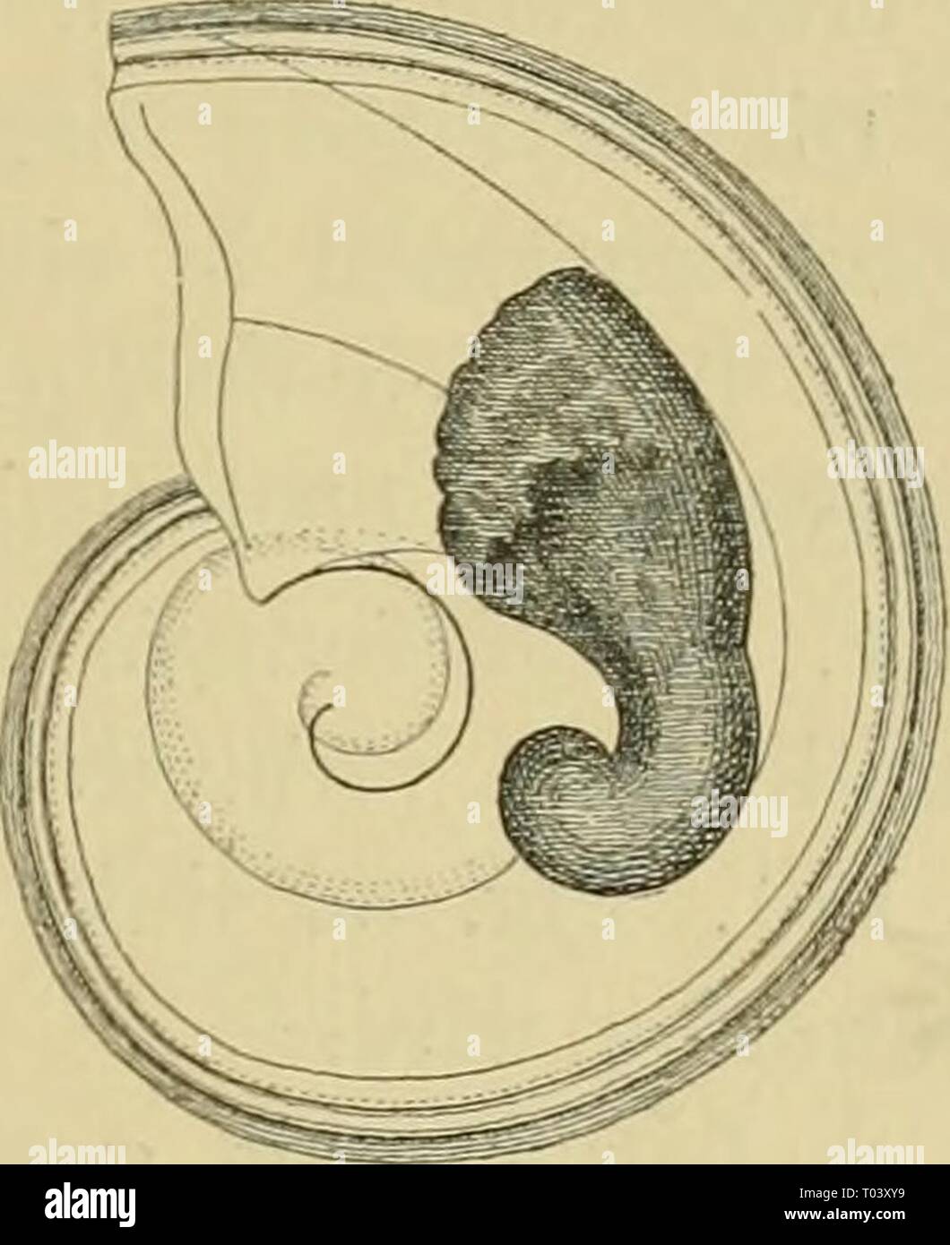Dr. H.G. Bronn's Klassen und Ordnungen des ThierReichs