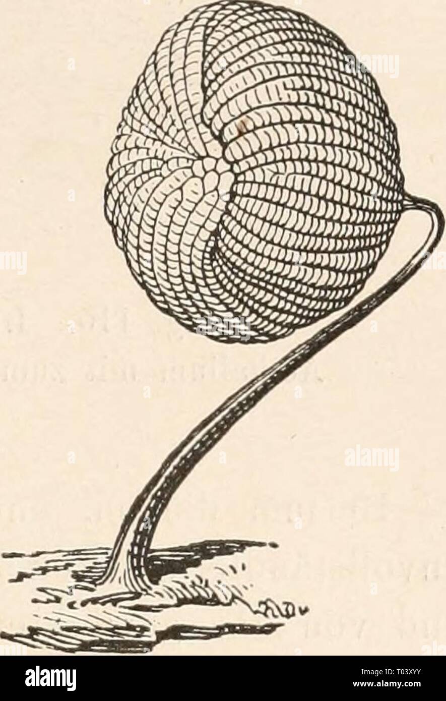 Dr. L. Rabenhorst's Kryptogamen-Flora von Deutschland, Oesterreich und der Schweiz . drlrabenhorstskr0110rabe Year: 1920  Fig. 114. D i c t y d i ii m c a n c e 11 a t u ni (Batsch) Macbride. Sporangium mit geschwundener Wandung Fig. 113. ^''^'-^ ^^'^' •^^'''- Cribraria jiyriformis Schrader. Sporangium (^'^/i). — Nach Rosta- finski. Dictydium. Sporangien frei, gestielt. Beim Schwinden der Sporangiiimwand bleibt ein meist sehr regelmäßiges Netz erhalten, das von meridian verlaufenden starkem Fäden gebildet wird, die durch zahlreiche feine, parallele Querbrücken verbunden sind, XXVII. Gattung:  Stock Photo