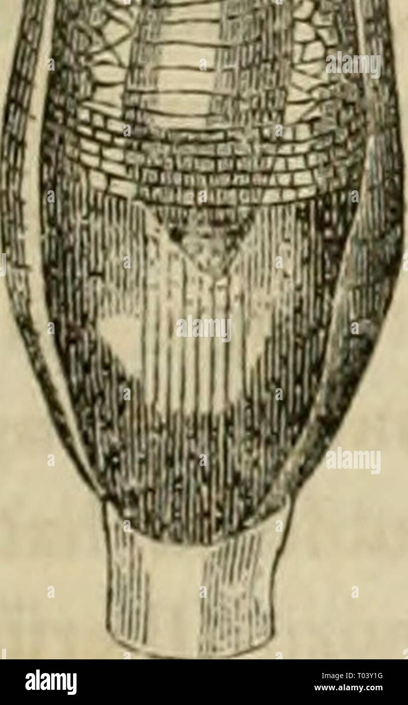 Einleitung in die Konchyliologie; oder grundzüge der naturgeschichte der Weichthiere . einleitungindiek00john Year: 1853  Fortsätzen erscheinen, die, wenn das Thier in Bewegung ist, sich über die Schaale hinaus er- strecken, ausserdem aber zurückgezogen und mittelst eines von einem der Enden nur wenig entfernten Punktes an einem gemeinsamen Stiel befestigt sind *). [Ähnlich auch bei Limacina, S. 99, Fig. 13, und Cleodora, Fig. 14.] Die Gastropoden, welche in diese Abthei- lung gehören, bilden eine sehr natürliche und interessante Ordnung, welche Cuvier passend Nacktkiemener genannt hat. Es sin Stock Photo