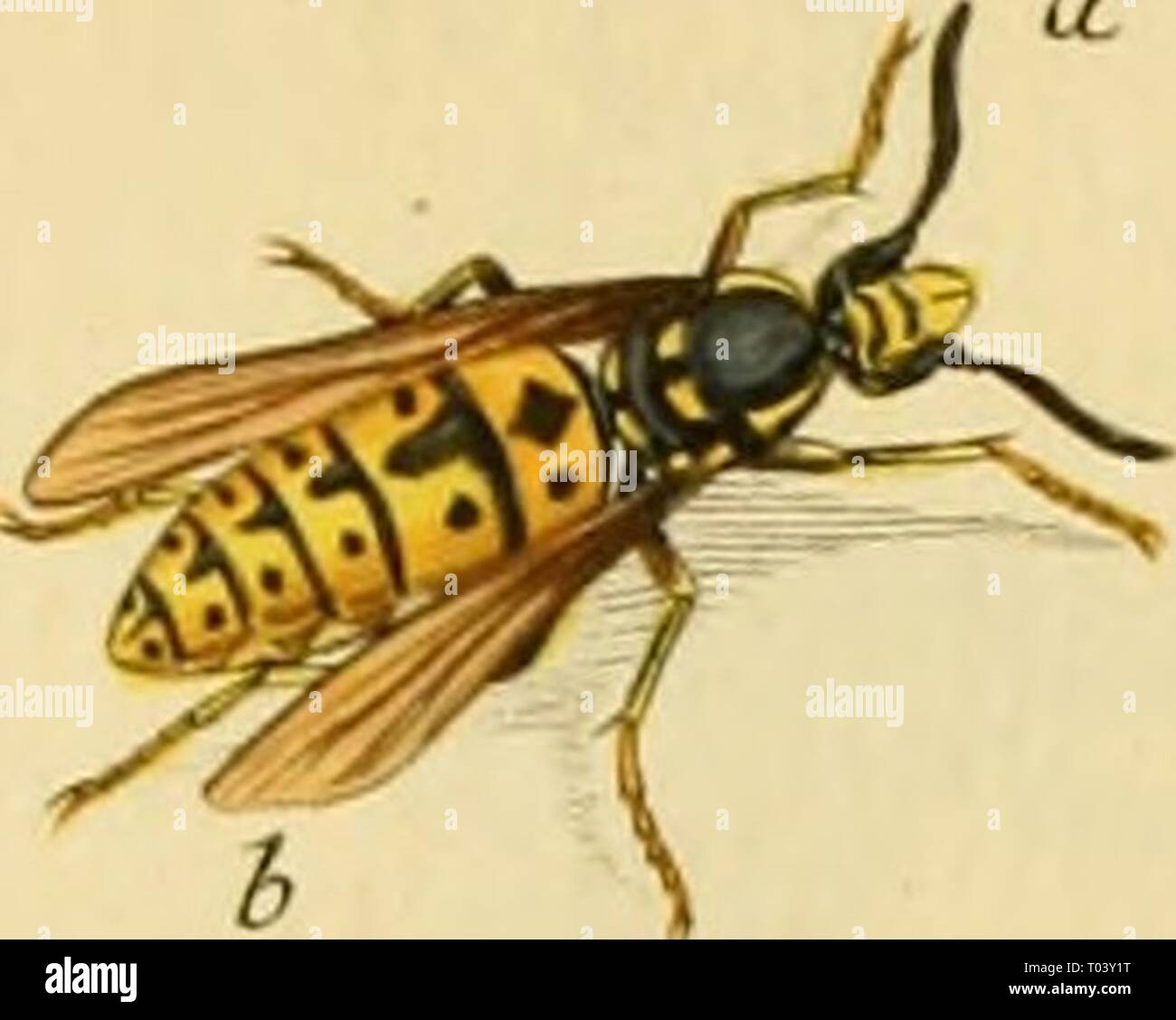 Elementa entomologica : CXXXV tabulae aere excusae floridisque ...