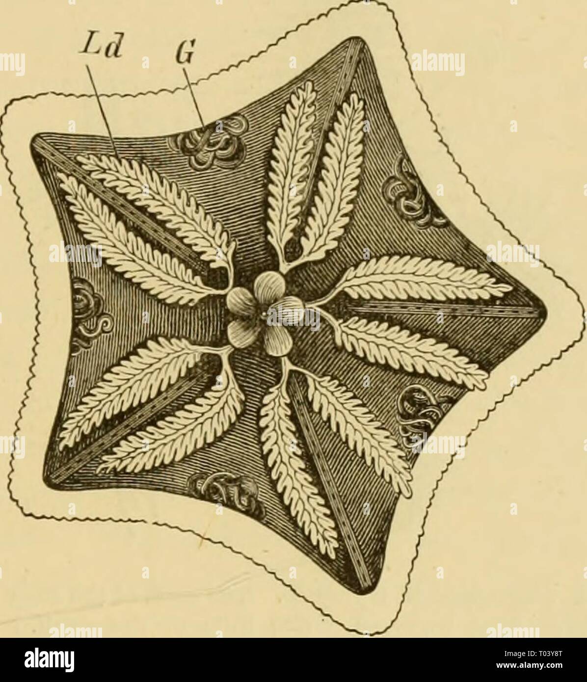 Elementary text-book of zoology, general part and special part: protozoa to insecta . elementarytextbo00clau Year: 1892  STELLEBIDEA. 293 situate inter-radially and upon the dorsal surface. The multilobed branched diverticula of the stomach extend into the cavities of the arms (fig. 218). On the ventral surface of the latter, two or four rows of ambulacral feet project from the deep ambulacral groove, the edge of which is beset with papillse (fig. 235). Pedicellarice are also found, and dermal gills projecting through the tentacular pores of the dorsal surface. They feed principally upon Mollu Stock Photo