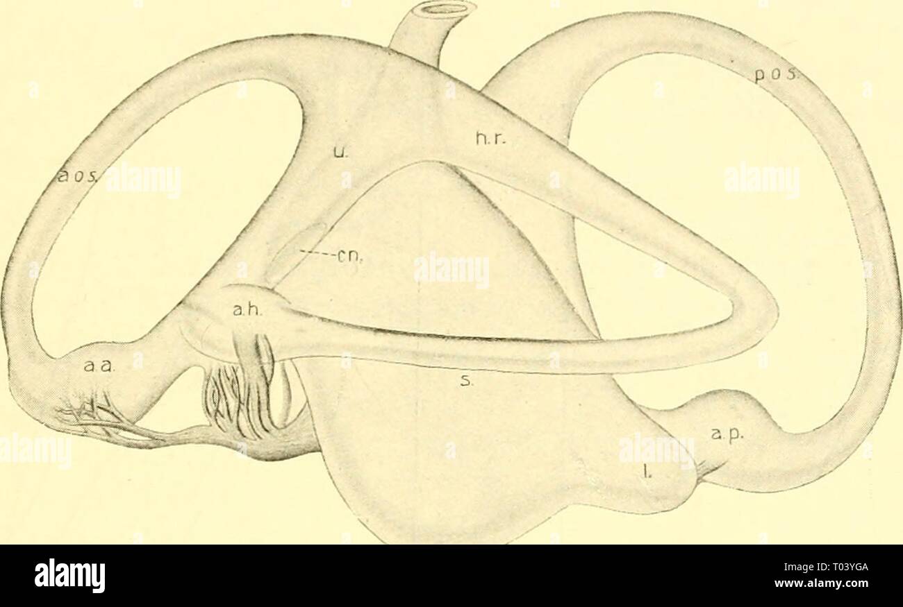 P utriculus hi-res stock photography and images - Alamy