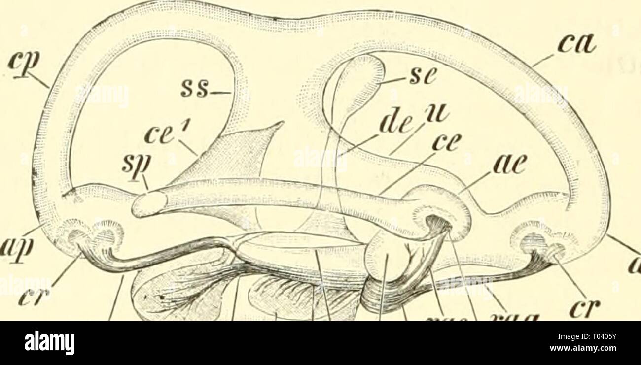 Einführung in die vergleichende Anatomie der Wirbeltiere, für Studierende . einfhrungindie00wied Year: 1907  274 Gehörorgan der Fische und Dipnoör. culus („Lagena'), welcher mit der Hauptmasse des Sacculus durch den Canahs sacculo-cochlearis in offener Verhindung steht. Auch Utri- culus und Sacculus stehen, wenn auch nicht immer.  durch den Canalis sacculo-utricularis in Kommunikation. (Über die Ver- teiluno; des Hörnerven vergl. Fig. 207—210.) A' Stock Photo