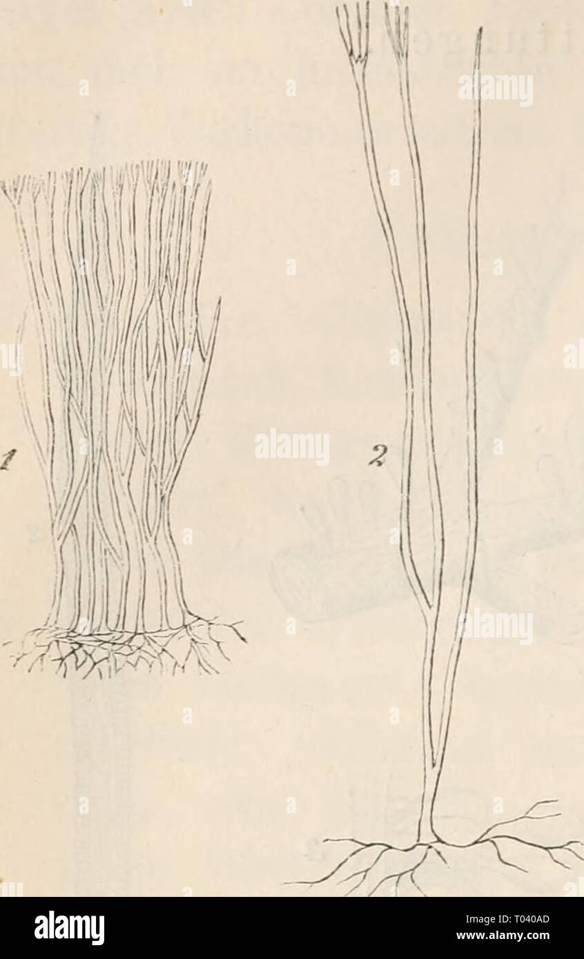 Dr. L. Rabenhorst's Kryptogamen-Flora von Deutschland, Oesterreich und der Schweiz . drlrabenhorstskr0101rabe Year: 1884  294    Pterula. Fruclitkörper cylindrisch -faden- förmig, verzweigt, überall gleiclidick, von trock- ner, knorpeliger Substanz. Fig. 1 und 2. Pterula subulata in natür- licher Grösse und schwach vergrössert; (nach Fries). Ciavaria. Fruchtkörper cylindrisch oder keulenförmig, einfach oder verzweigt, meist ohne deutlichen Stiel, von fleischiger Consistenz. Basidien mit vier gipfelstän- digen Aesten. Stock Photo