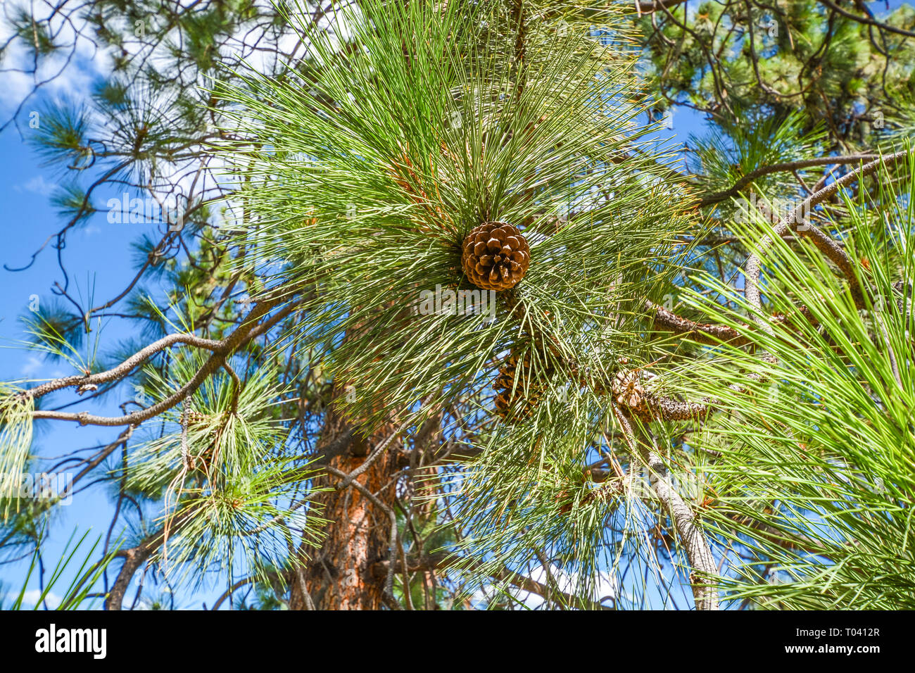 Fir cone on the branch on blue sky background. Stock Photo