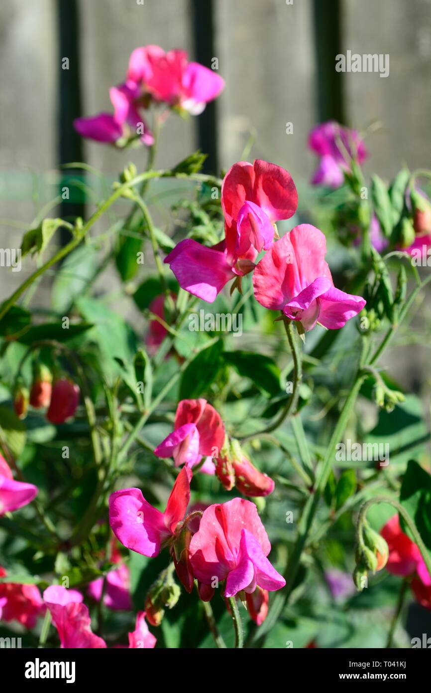 Pretty pink sweet pea plant in full bloom, England, UK. Stock Photo