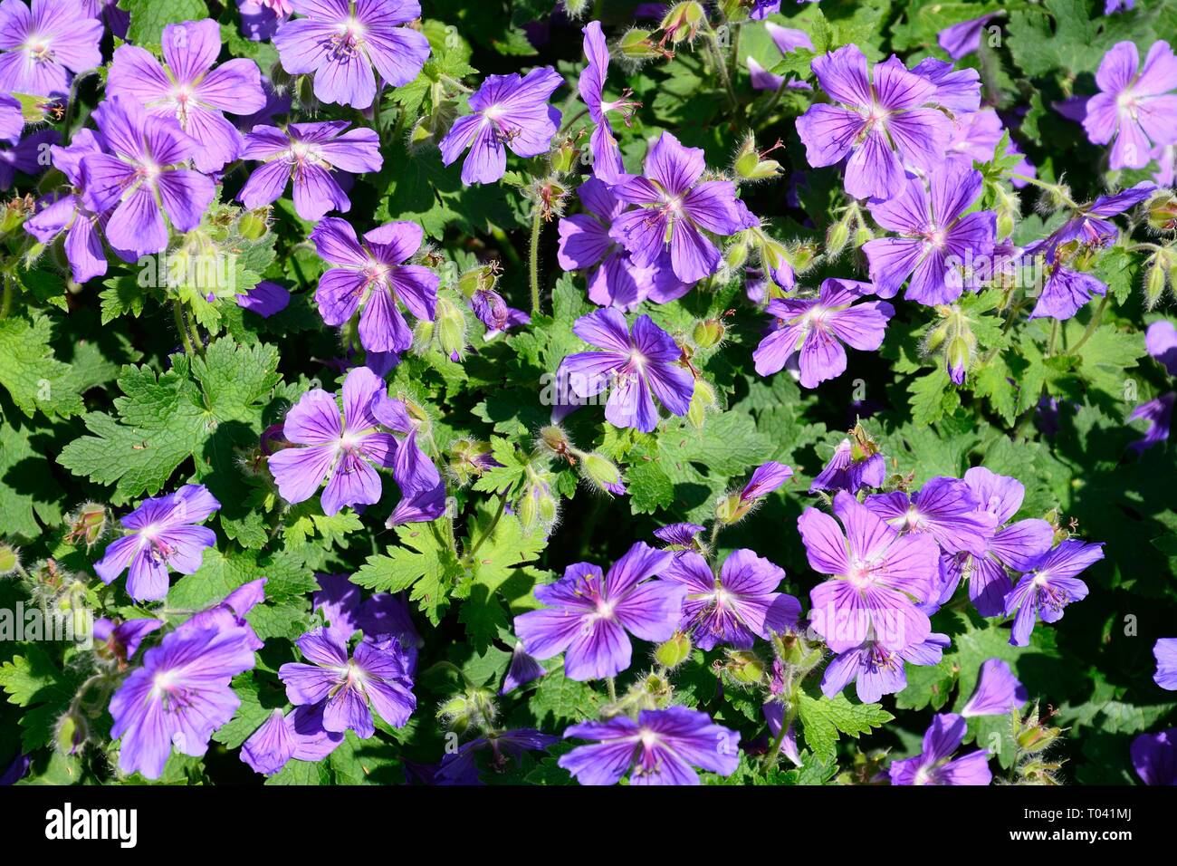 Purple Geranium Grandiflorum plant in full bloom. Stock Photo