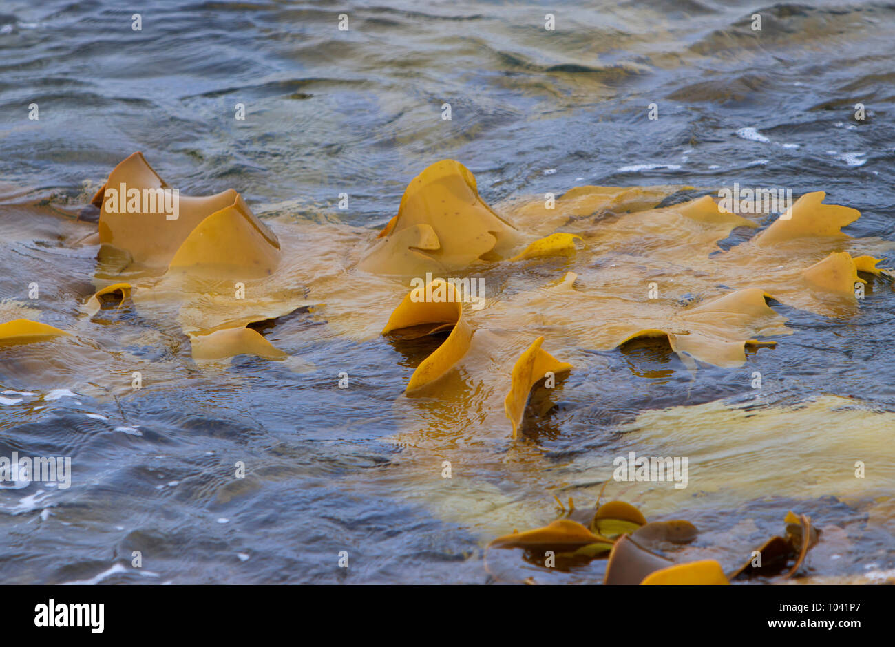 Kelp or seaweed being washed around rocks off the Tasmania coast.  Kelp is high in alkali and iodine.  Used in production of food, glass, soap, ferti Stock Photo