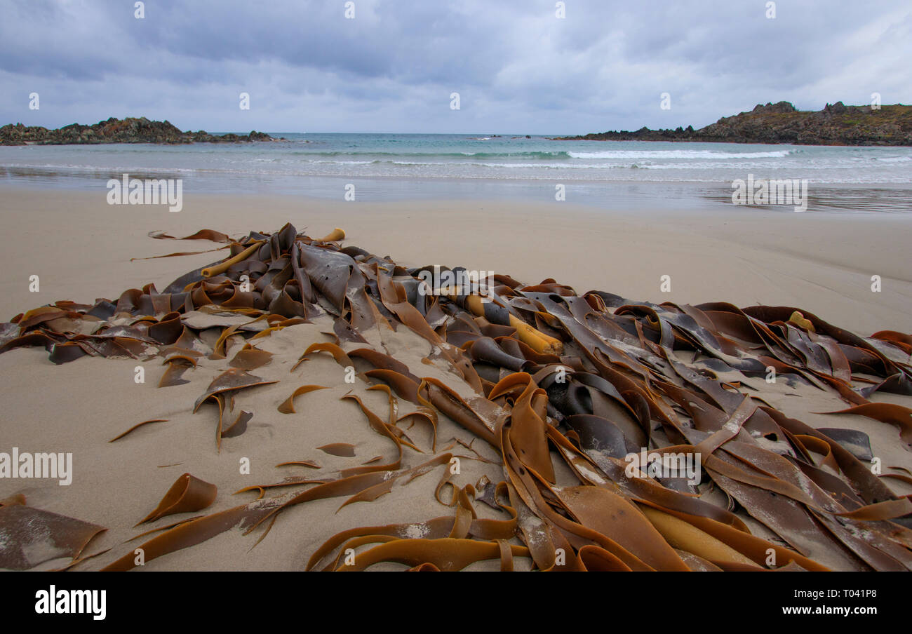 Kelp or seaweed washed up on a remote Tasmania beach. Kelp is high in iodine and alkali. Kelp is used in production of food, fertilizer, soap, glass Stock Photo