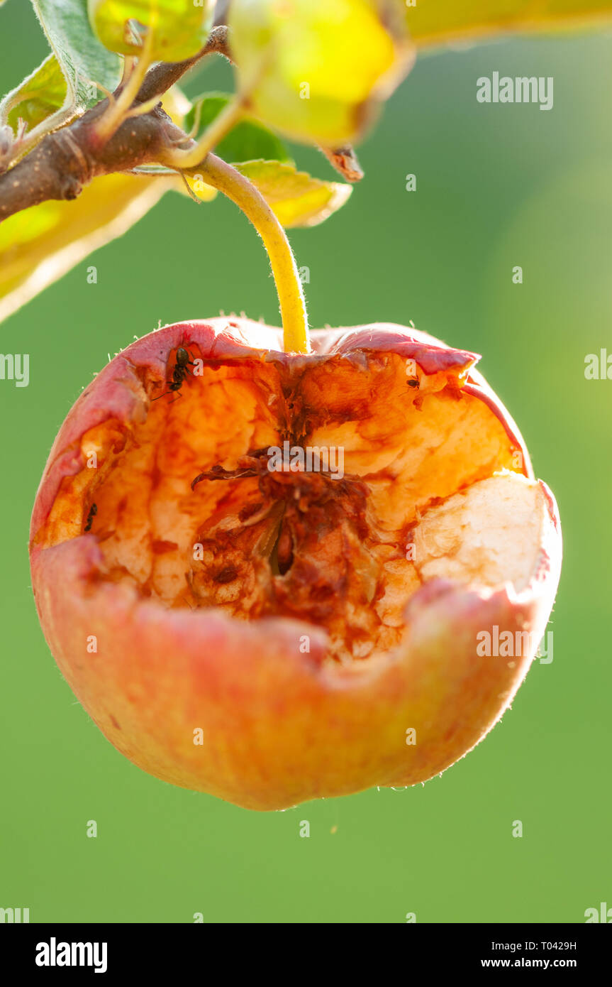 Rasperry Rotten Rotten raspberry hi-res stock photography and images - Alamy