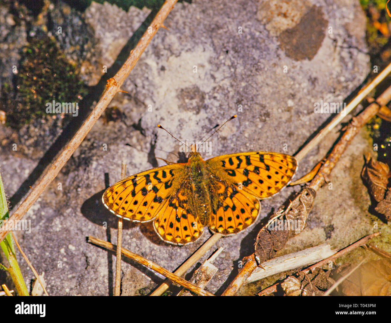 Pearl Bordered  fritillary butterfly Boloria euphrosyne basking in the sunshine on the ground at  Arnside Knot Morecame bay England uk Stock Photo
