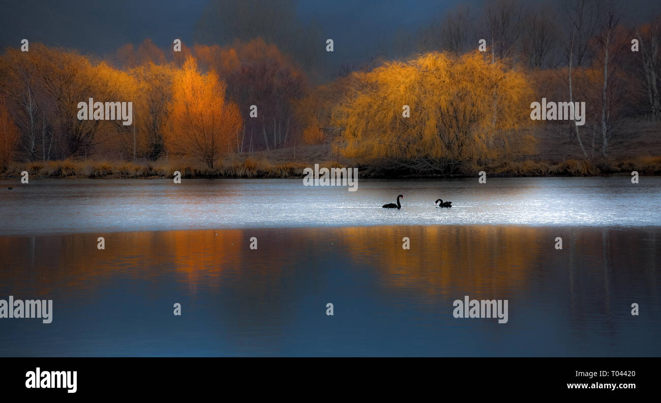 Panoramic view of two black swans swimming in lake with autumn colored trees in background Stock Photo