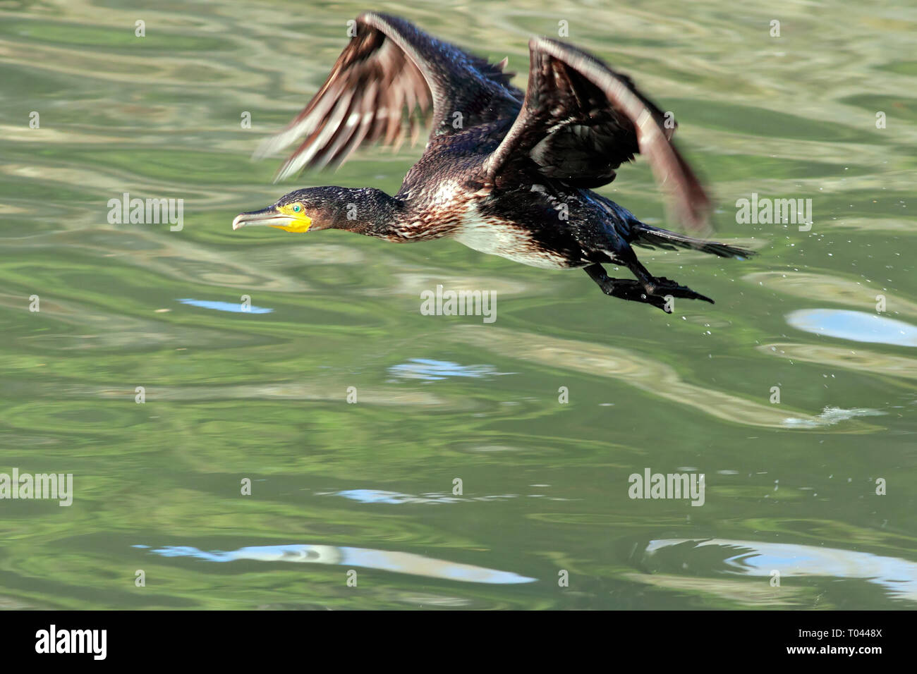 Detailed image of a cormorant flight over Douro River in Porto Detailed image of a cormorant flight over Douro River in Porto