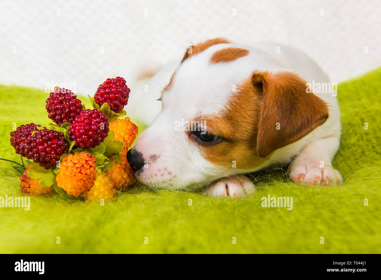 Jack Russell Puppy Food Stock Photos Jack Russell Puppy Food