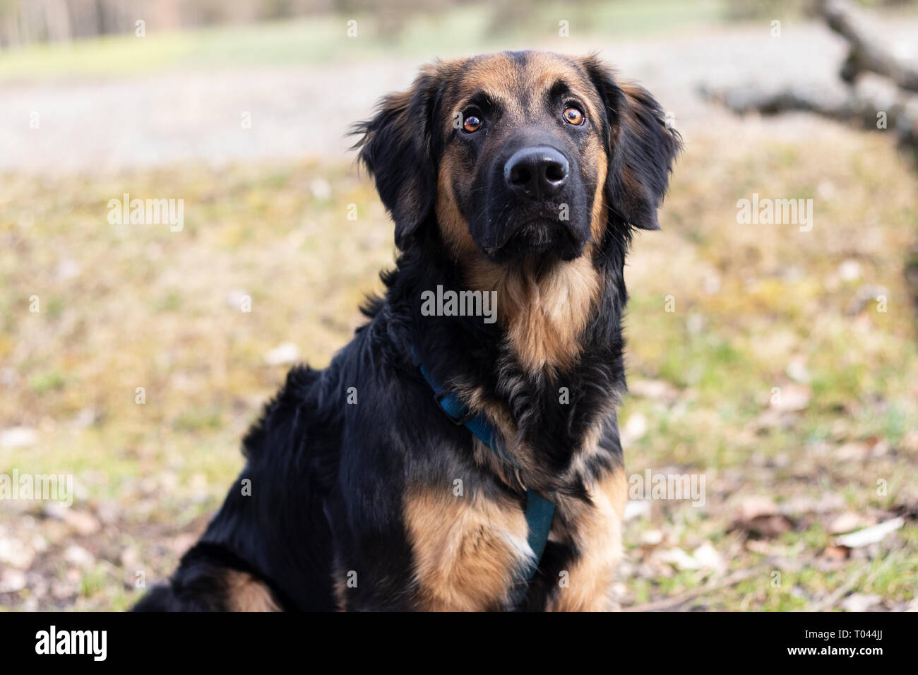 Who let the dogs out Stock Photo Alamy Who let the dogs out Stock Photo Alamy