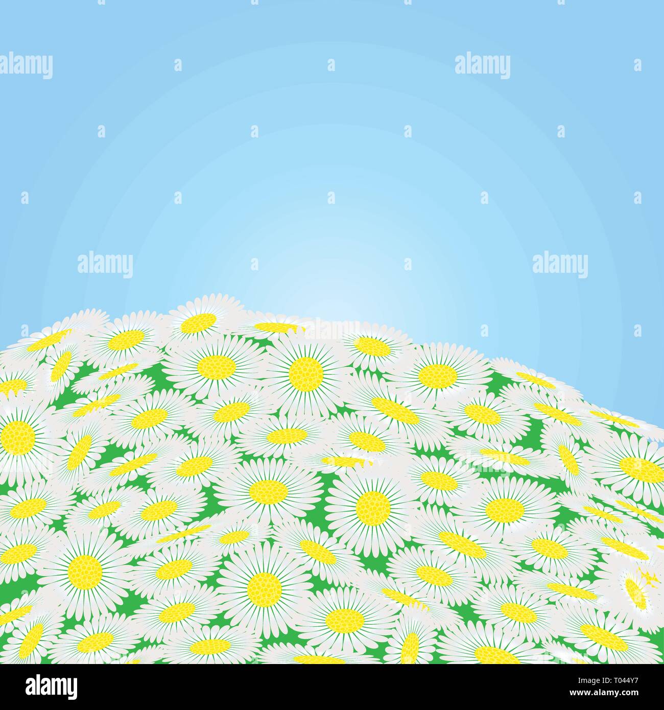 Green field with chamomile flowers , vector illustration Stock Vector