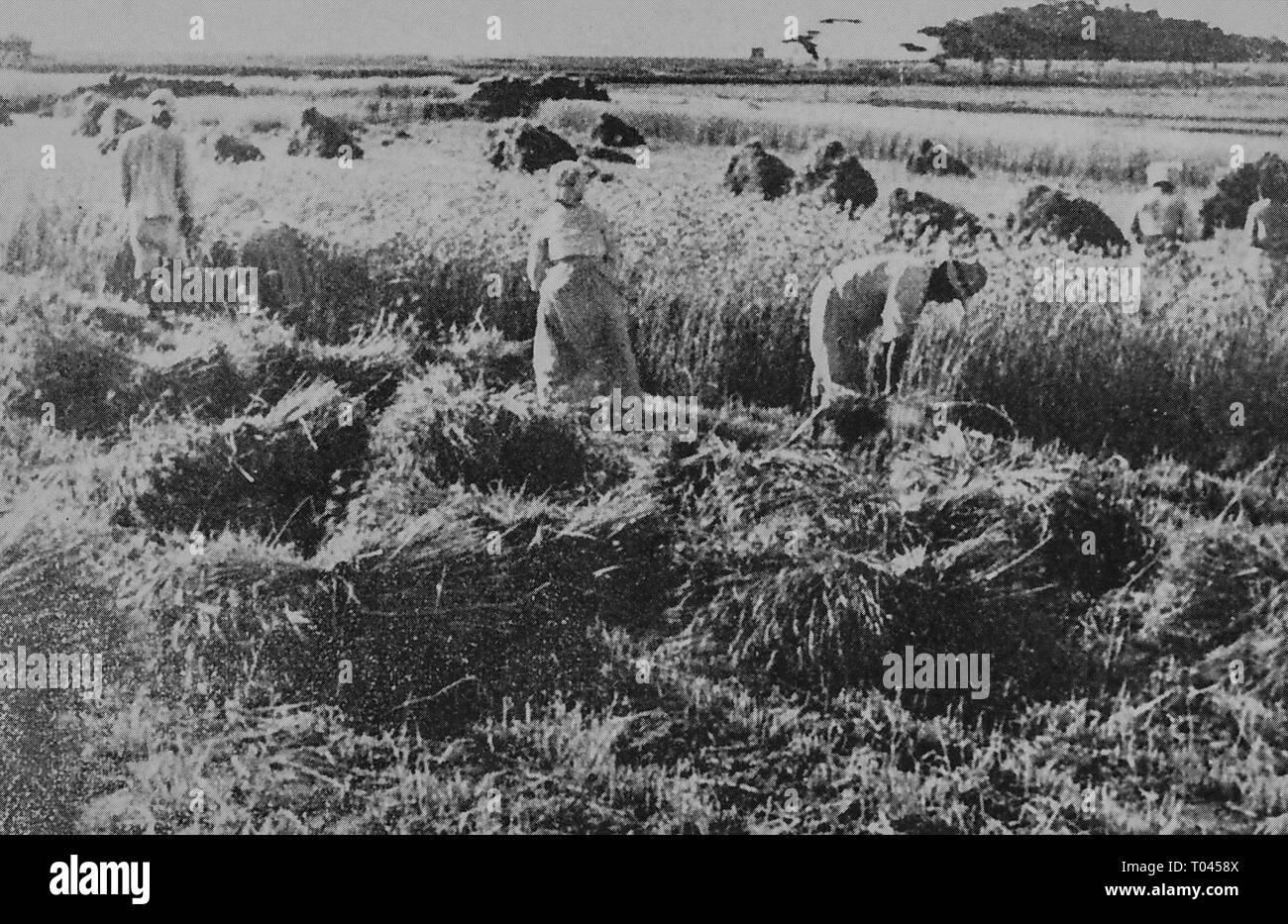 Workers of Korean people, during under Japanese rule. Private Collection. Harvest of wheat. Stock Photo