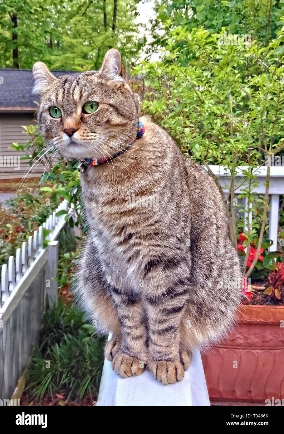 Highland Lynx tabby cat on a porch looking around. Stock Photo