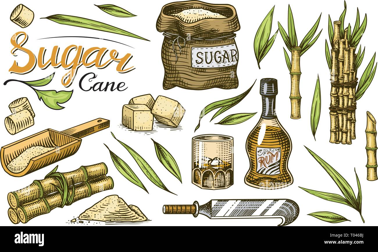 Cane sugar with leaves. Set of Sugarcane plants. Stalks and bottle of