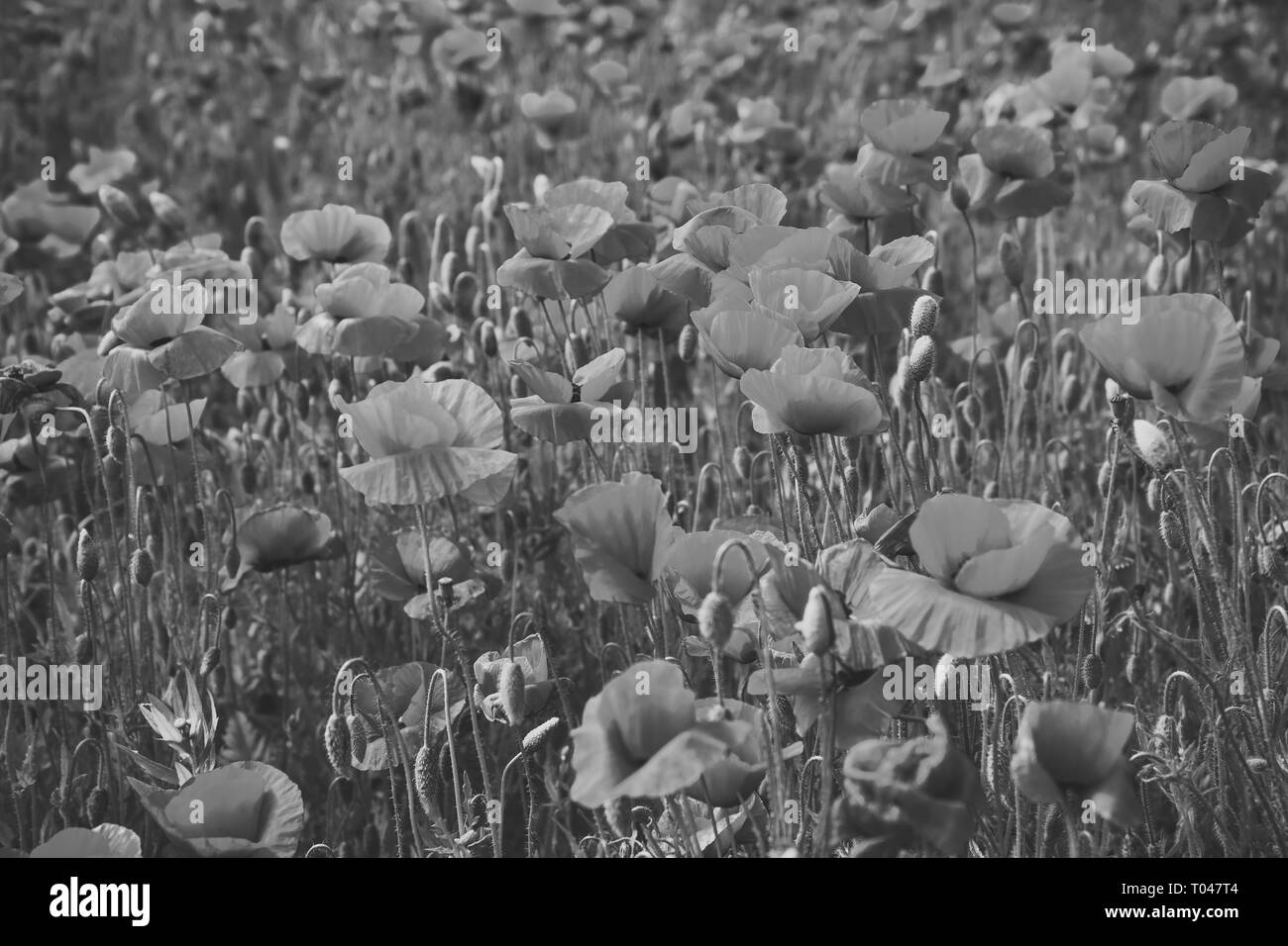 Maquis plant Black and White Stock Photos & Images - Alamy
