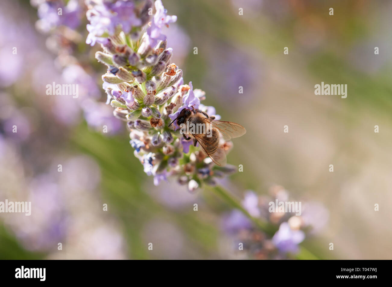 Beautiful Lavender angustifolia, lavandula in sunlight in herb garden with honey bee insect