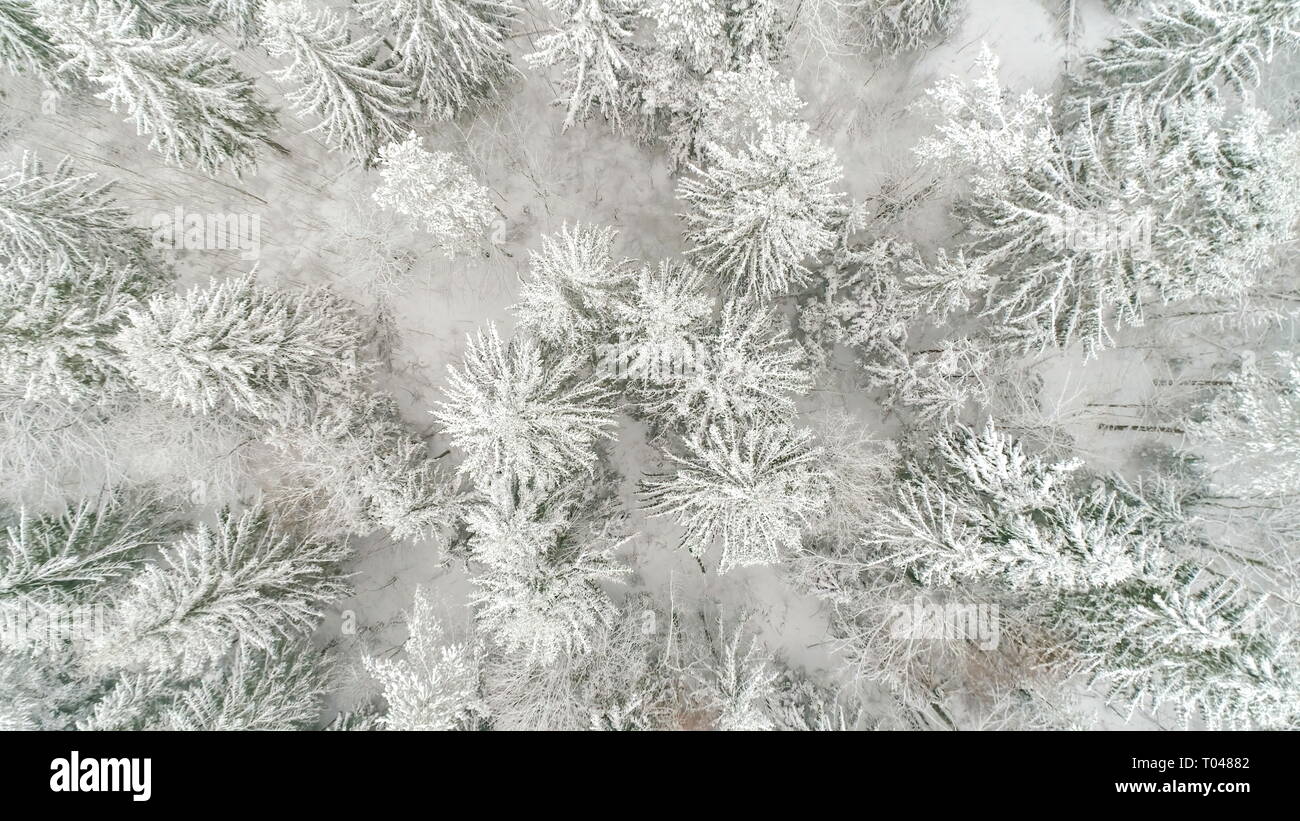 Top view of the spruce trees in snow covered in the forest of Suur-Munamagi the highest peak mountain Estonia during the winter season Stock Photo