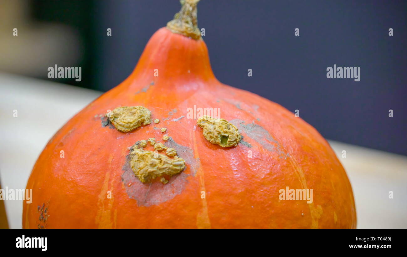 An orange pumpkin on the table with yellow spots on the skin of the ...