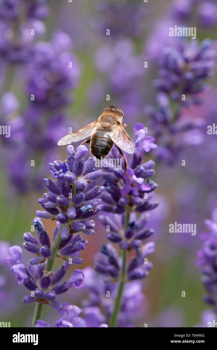 Lavender Insect Beautiful Lavender angustifolia, lavandula in sunlight in herb garden ...