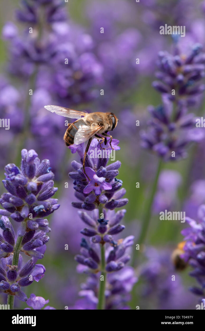 Lavender Insect Beautiful Lavender angustifolia, lavandula in sunlight in herb garden ...