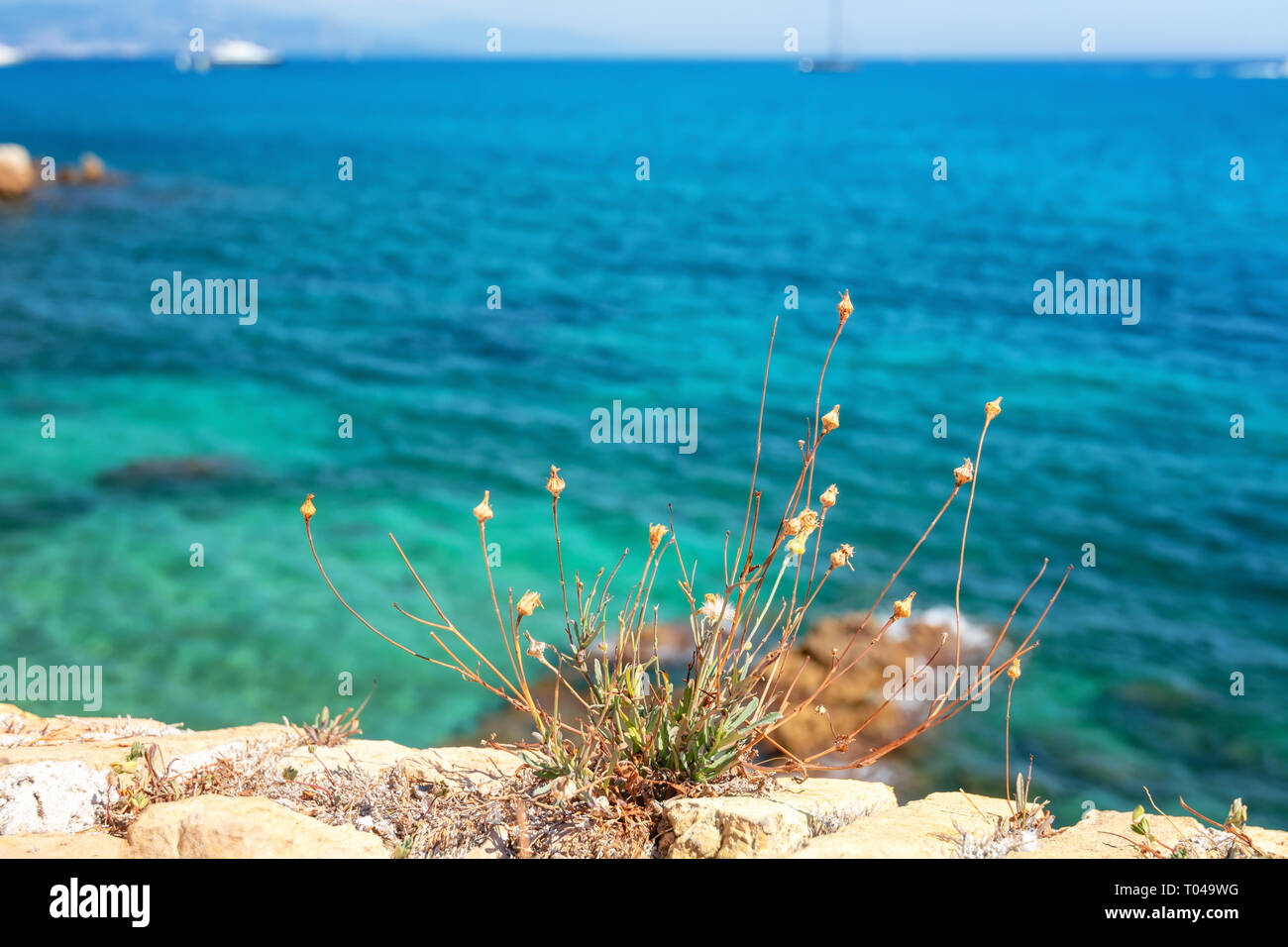 Weeds in bricks hi-res stock photography and images - Alamy