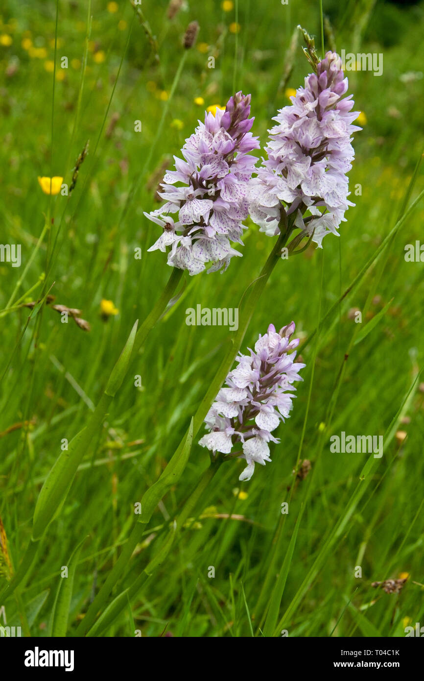 Group of three heath spotted orchid in green grass Stock Photo