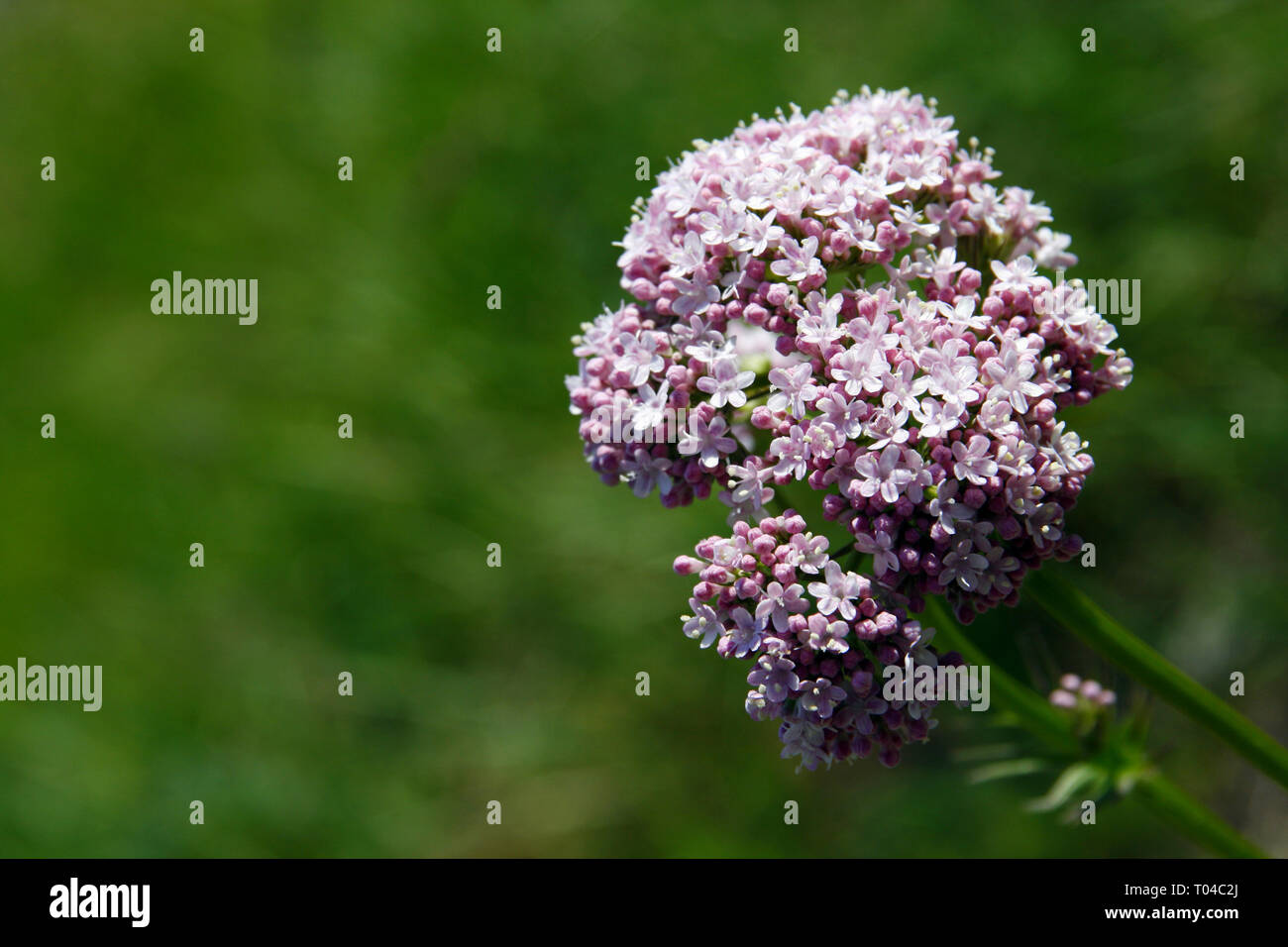 Close view of valeriana officinalis in a sunny day Stock Photo